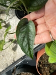 Monstera siltepecana - przykładowy węzeł