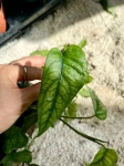 Monstera siltepecana - przykładowy węzeł
