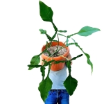 Philodendron Joepii - dorosła roślina