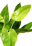 Philodendron Calkins Gold - zdjęcie poglądowe dorosłej rośliny