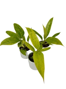 Philodendron Calkins Gold - M