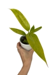 Philodendron Calkins Gold - M