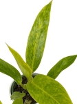 Philodendron Calkins Gold - M