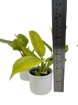 Philodendron Calkins Gold - M