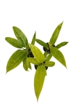 Philodendron Calkins Gold - M