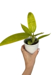Philodendron Calkins Gold - M