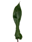 Philodendron Joepii - liść