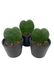 Hoya Kerri Splash