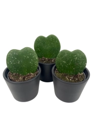 Hoya Kerri Splash