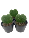 Hoya Kerri Splash