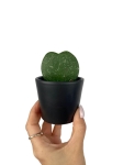 Hoya Kerri Splash