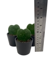Hoya Kerri Splash