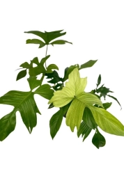 Philodendron Florida Ghost - XL