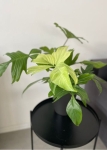 Philodendron Florida Ghost XL