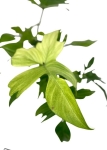Philodendron Florida Ghost XL
