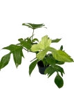 Philodendron Florida Ghost XL
