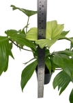 Philodendron Florida Ghost XL