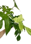 Philodendron Florida Ghost XL