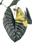 Alocasia Nebula variegata