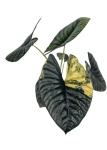 Alocasia Nebula variegata