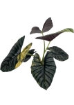 Alocasia Nebula variegata