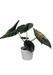 Alocasia Nebula variegata