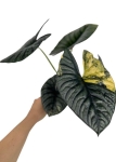 Alocasia Nebula variegata