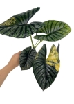 Alocasia Nebula variegata