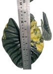 Alocasia Nebula variegata