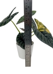 Alocasia Nebula variegata