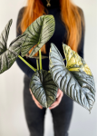 Alocasia Nebula variegata