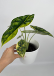 Alocasia Dragon scale variegata