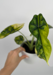 Alocasia Dragon scale variegata