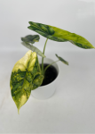 Alocasia Dragon scale variegata