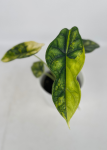 Alocasia Dragon scale variegata