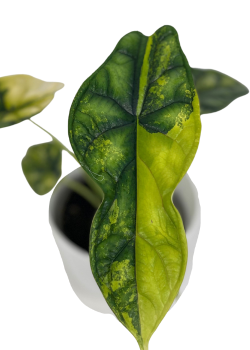 Alocasia Dragon scale variegata