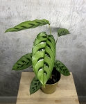 Calathea leopardina L