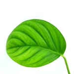Monstera radicans