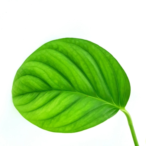 Monstera radicans