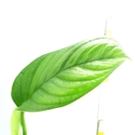 Monstera radicans