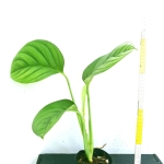 Monstera radicans - sadzonka MRAD1