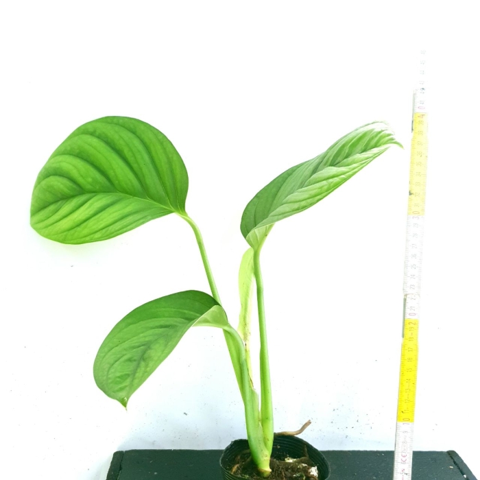 Monstera radicans