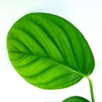 Monstera radicans