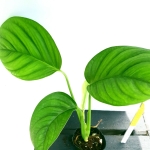 Monstera radicans