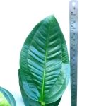 Anthurium ovatifolium- wymiary sadzonki AOVA1