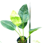 Anthurium ovatifolium- wymiary sadzonki AOVA1
