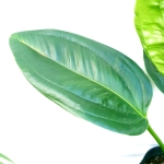 Anthurium ovatifolium