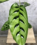 Calathea leopardina L liść