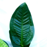 Anthurium ovatifolium
