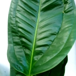 Anthurium ovatifolium